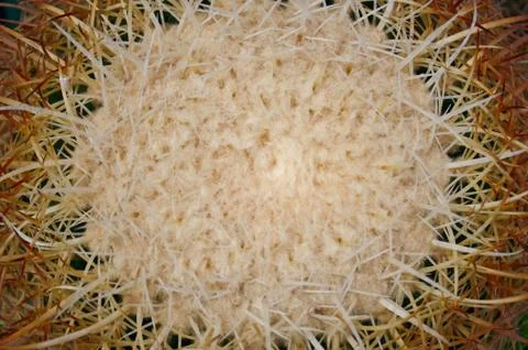 Natural pattern of thorns cactus plants Stock Photos