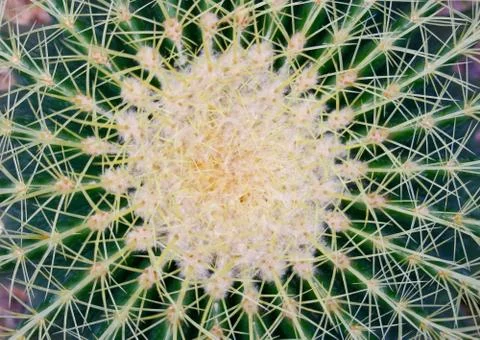 Natural pattern of thorns cactus plants Stock Photos