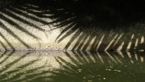 Natural patterns. Abstract shadow of Chinese fan palm tree leaves on canal wall  Stock Footage 112851887