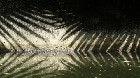 Natural patterns. Abstract shadow of Chinese fan palm tree leaves on canal wall  Stock Footage 112852128