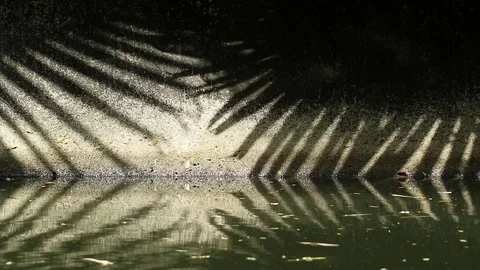 Natural patterns. Abstract shadow of Chinese fan palm tree leaves on canal wall  Stock Footage 112852320