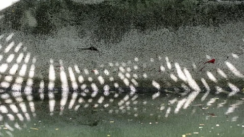 Natural patterns. Abstract shadow of Chinese fan palm tree leaves on canal wall Video stock 112874776