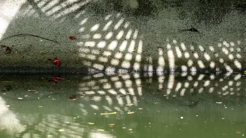 Natural patterns. Abstract shadow of Chinese fan palm tree leaves on canal wall Video stock 112875077