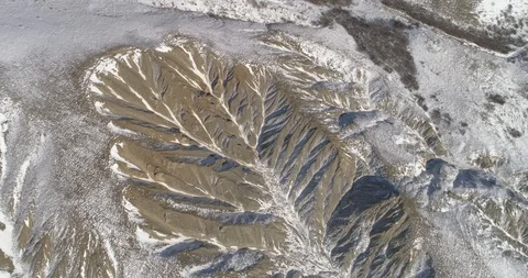 Natural patterns in the form of a tree Vídeo Stock 102073648