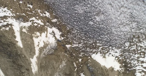 Natural patterns in the form of a tree with a fox Vídeo Stock 102073386