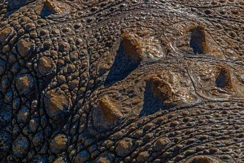 Natural Patterns Textures and Reflections on Crocodile Skin Stock Photos