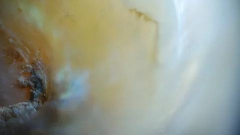 Natural Pearls (CaCO3) under the microscope. 10x magnification, mollusk Stock Footage 278183947