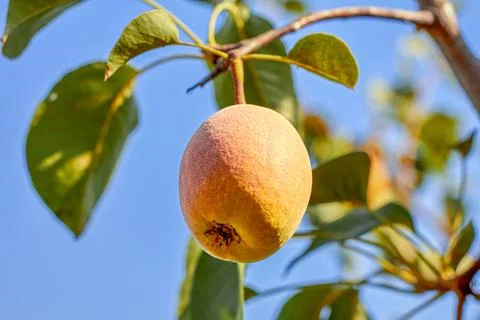 Natural pears grown in the garden without the use of chemicals, hanging on the Stock Photos