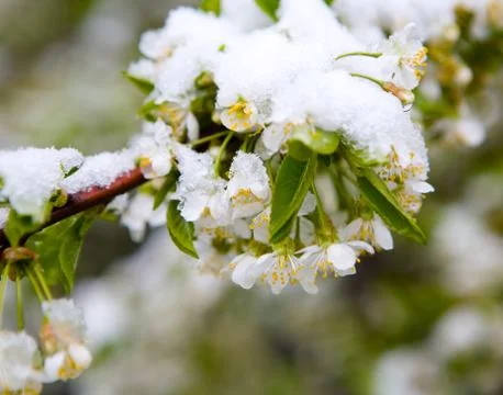 A natural phenomenon. Unexpected spring snowfall and flowering trees. Stock Photos