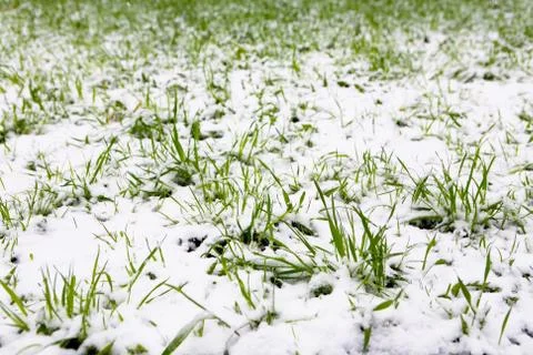 A natural phenomenon. Unexpected spring snowfall and green young grass. Stock Photos