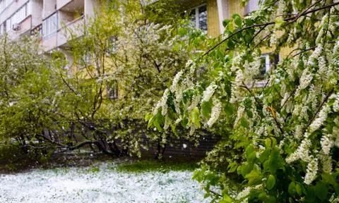 A natural phenomenon. Unexpected spring snowfall and flowering trees. Stock Photos