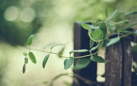 Natural Foto stock