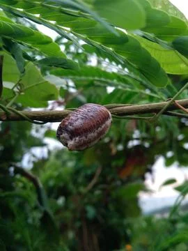 Natural Stock Photos