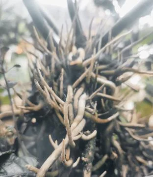 Natural Stock Photos