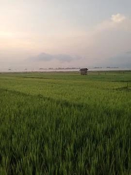 Natural 库存照片