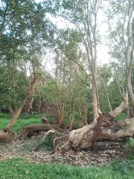 Natural 库存照片