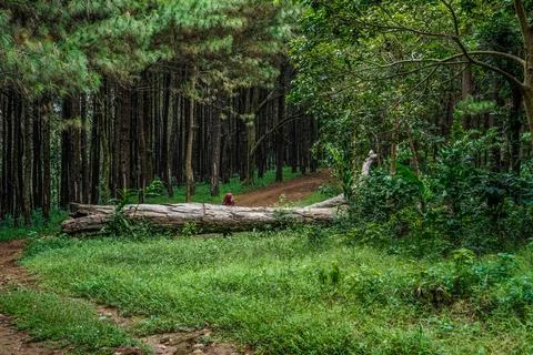 Natural Stock Photos