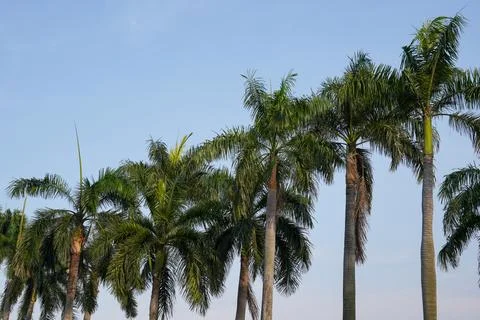 Natural Stock Photos