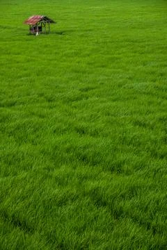 Natural Stock Photos