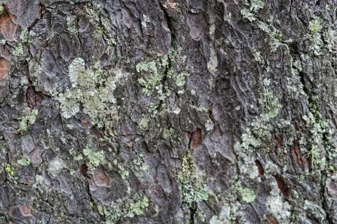 Natural pine bark background. weathered Stock Photos