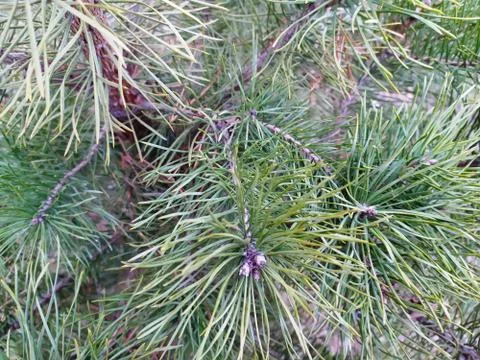 Natural pine branches, background or texture Stock Photos