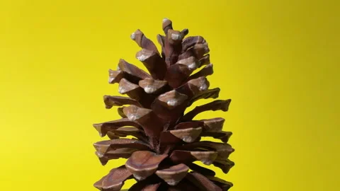 Natural Pine Cone 360 Rotation on Yellow Background Stock Footage 307677693