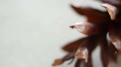 Natural Pine Cone. HD footage 스톡 동영상 59043678