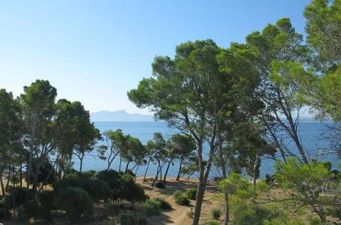 Natural pine forest Stock Photos