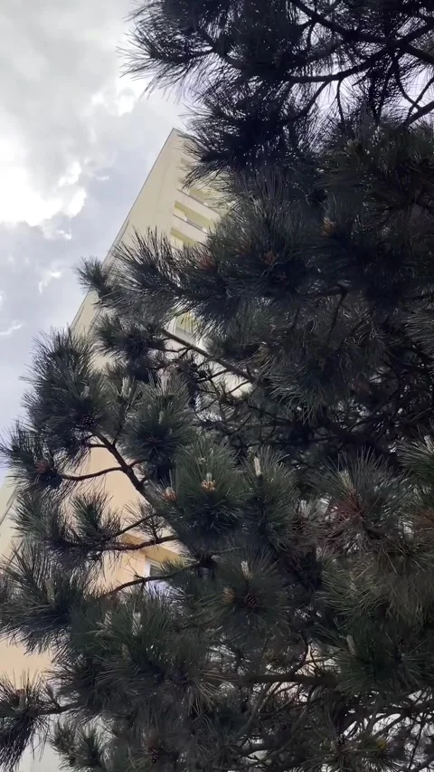 Natural pine frame highlights urban highrise beneath cloudy sky scene Stock Footage 335355924