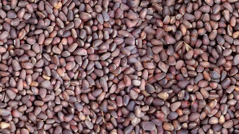 Natural pine nuts looping seamless video Stock Footage 125120098