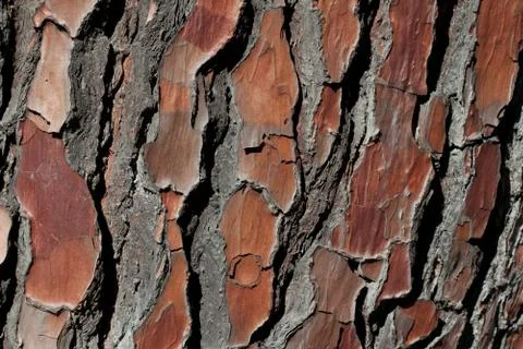 Natural pine tree bark pattern Stock Photos