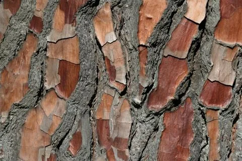 Natural pine tree bark pattern Stock Photos