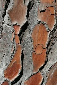 Natural pine tree bark pattern Stock Photos