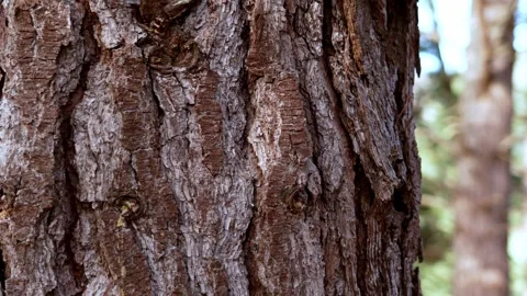 Natural pine tree bark texture background Stock Footage 330420363