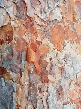 Natural Pine Tree Bark Texture With Warm Rustic Colors Stock Photos