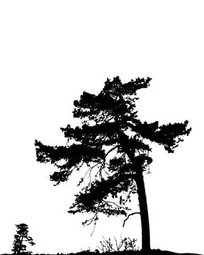 Natural pine tree silhouette isolated on white background Stock Illustration