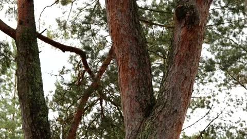 Natural pine trees forest background. Peaceful place for recreation Stock Footage 162627568