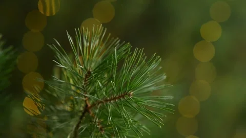 Natural Pine Twig with Soft Glowing Holiday Bokeh Seamless Background Stock Footage 344057951