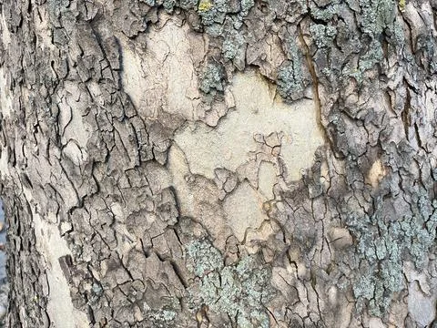 Natural Plane Tree Bark Texture with Lichen 4K Close Up Stock Photos