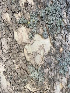 Natural Plane Tree Bark Texture with Lichen 4K Close Up Stock Photos