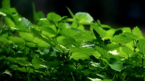 Natural plans Stock Footage 37142372