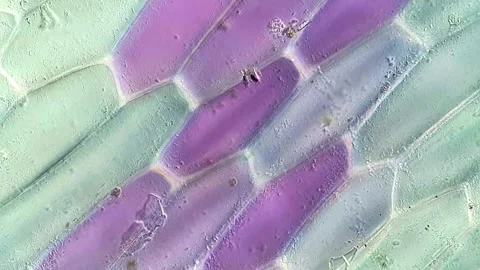 Natural Plant Cell Patterns Under Microscope, 400x 库存影片 320375226
