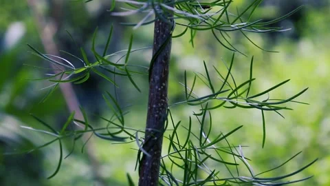 Natural plant Vídeos de archivo 240367257