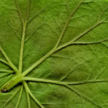 Natural Plant Leaves Pattern Stock Photos