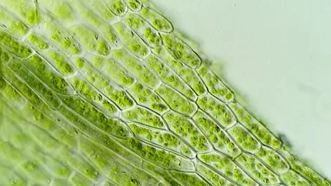 Natural Plant Microstructure of Moss Leaves, 400x 動画素材 320457454
