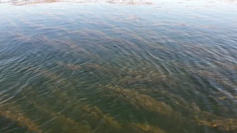 Natural plants under the surface of the Nile River, Luxor, Egypt (March 2021 Vídeo Stock 150933950