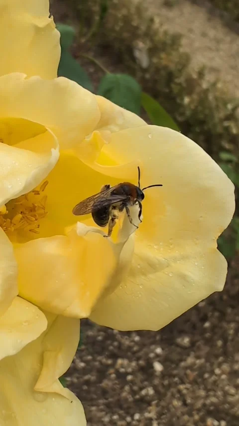 Natural pollination. A bee prepares to fly away after visiting a yellow rose. Stock Footage 305409167