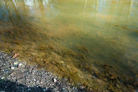 Natural Pond with Algae Stock Photos