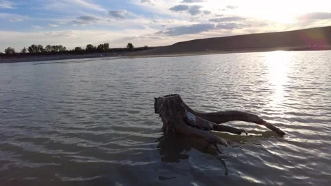 Natural pond with dried tree roots, natural lake view in the evening, Video stock 286991585