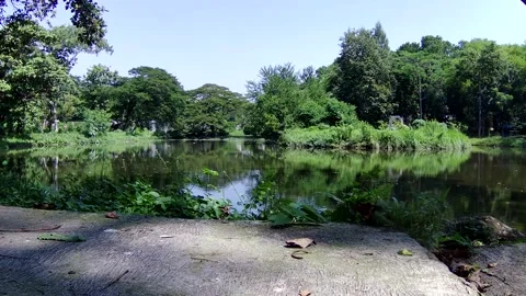 Natural pond Stock Footage 168084768